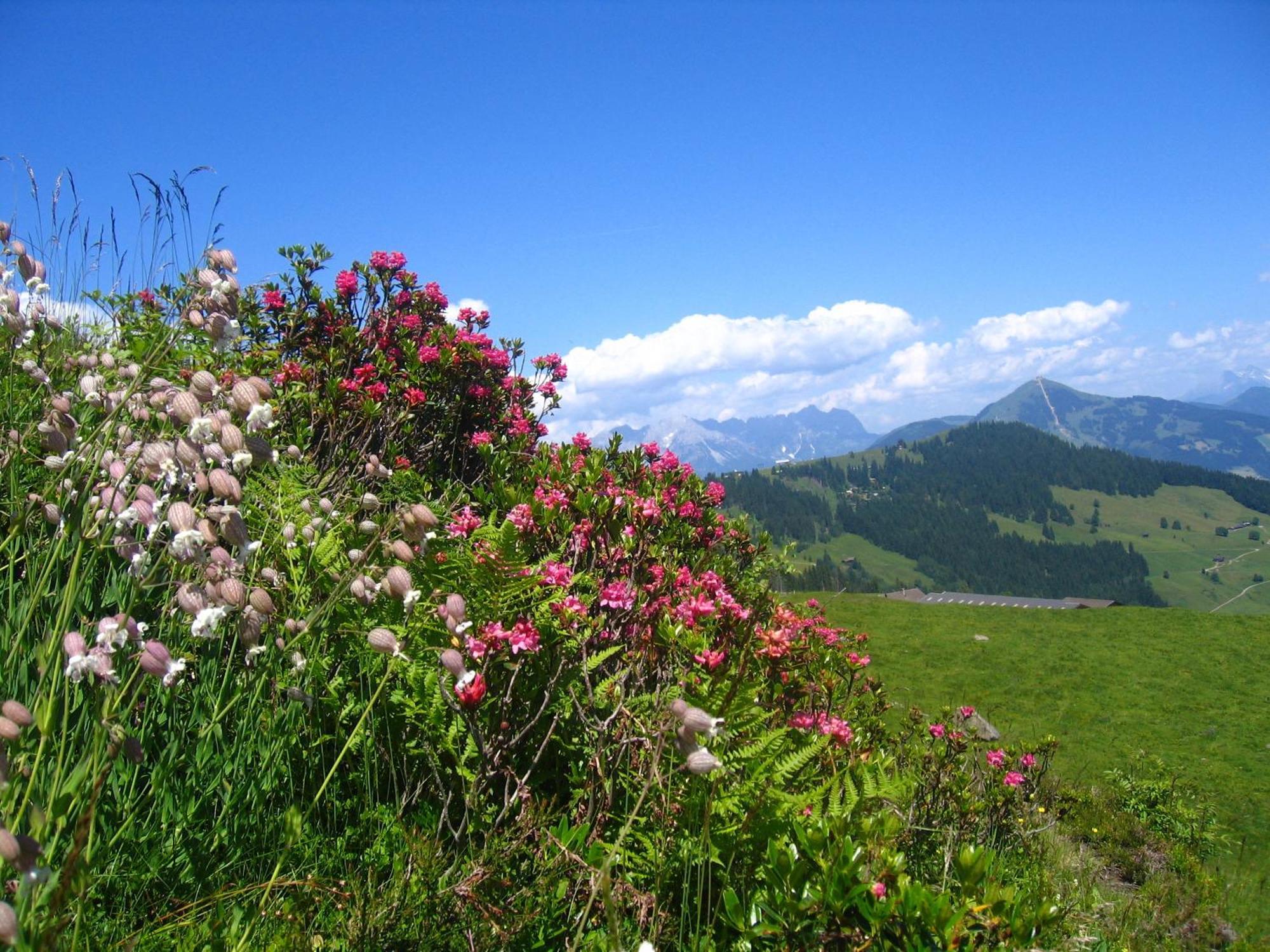 Haus Moosanger Lägenhet Oberau Exteriör bild